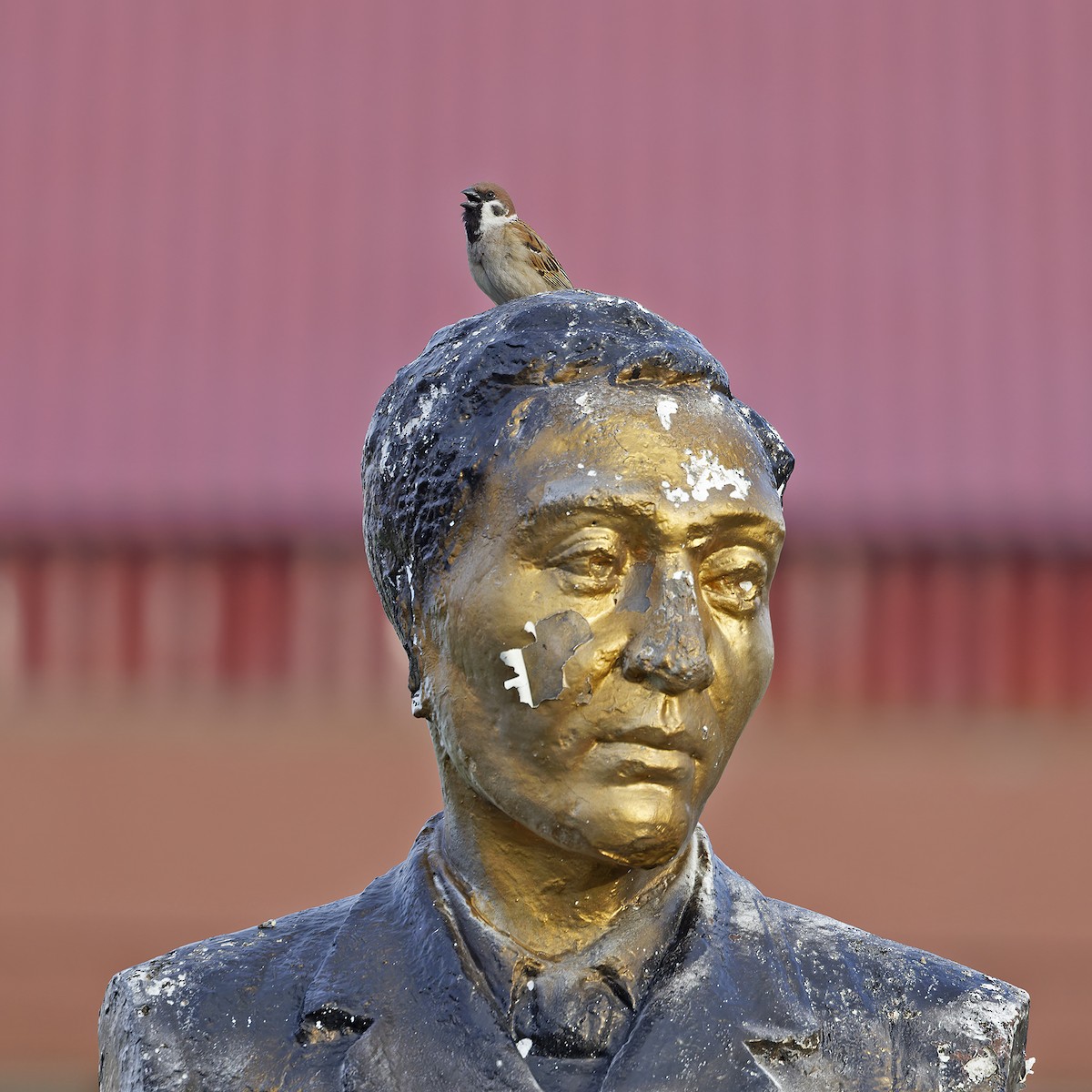 Passera mattugia - ML652303888