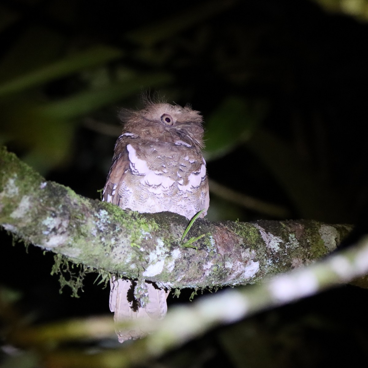 Филиппинский лякушкорот - ML652303924