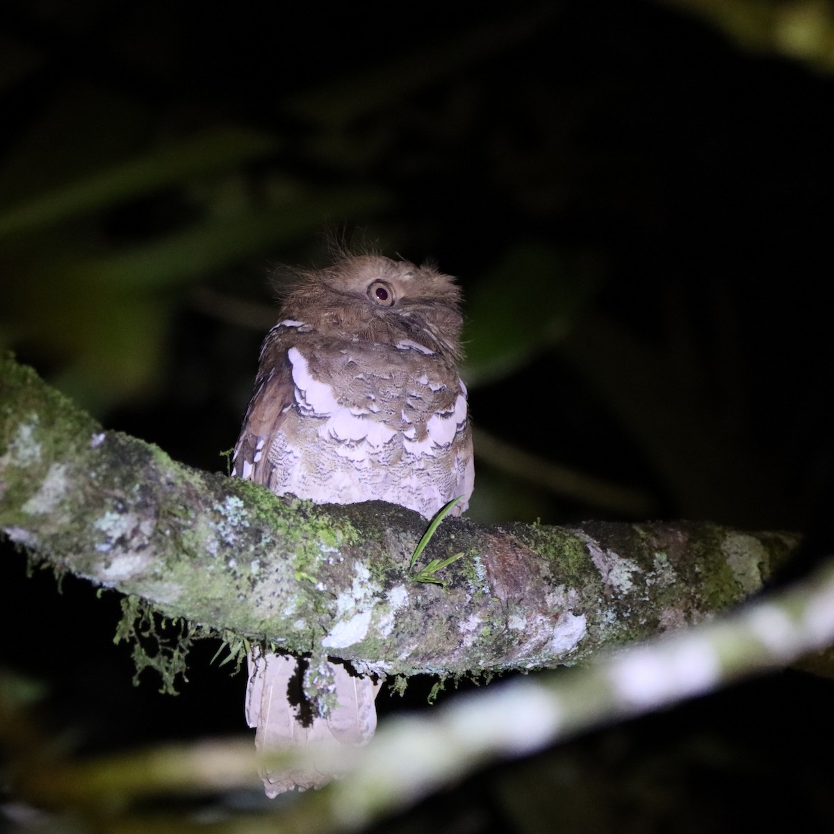 Филиппинский лякушкорот - ML652303931