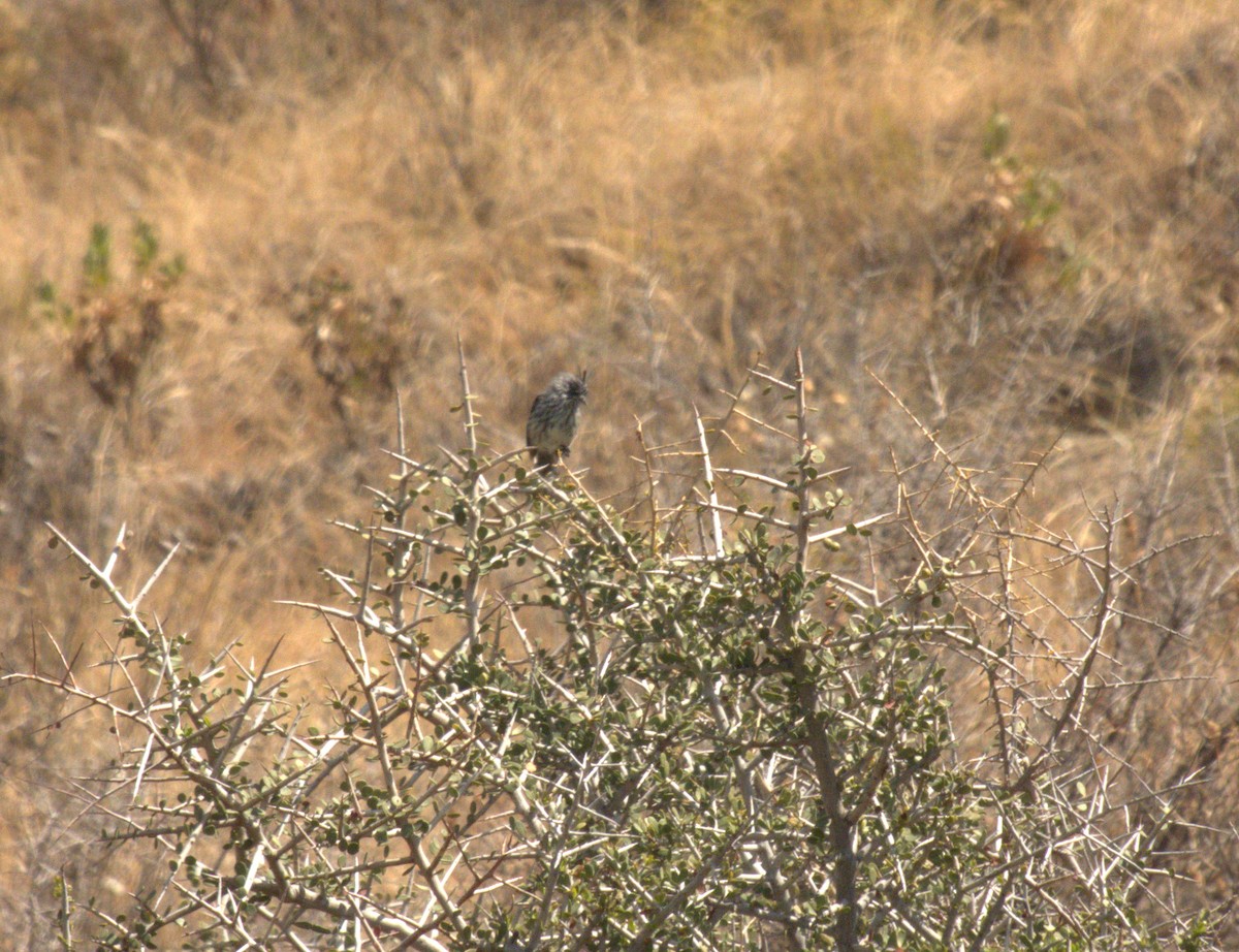 Tufted Tit-Tyrant - ML652303935