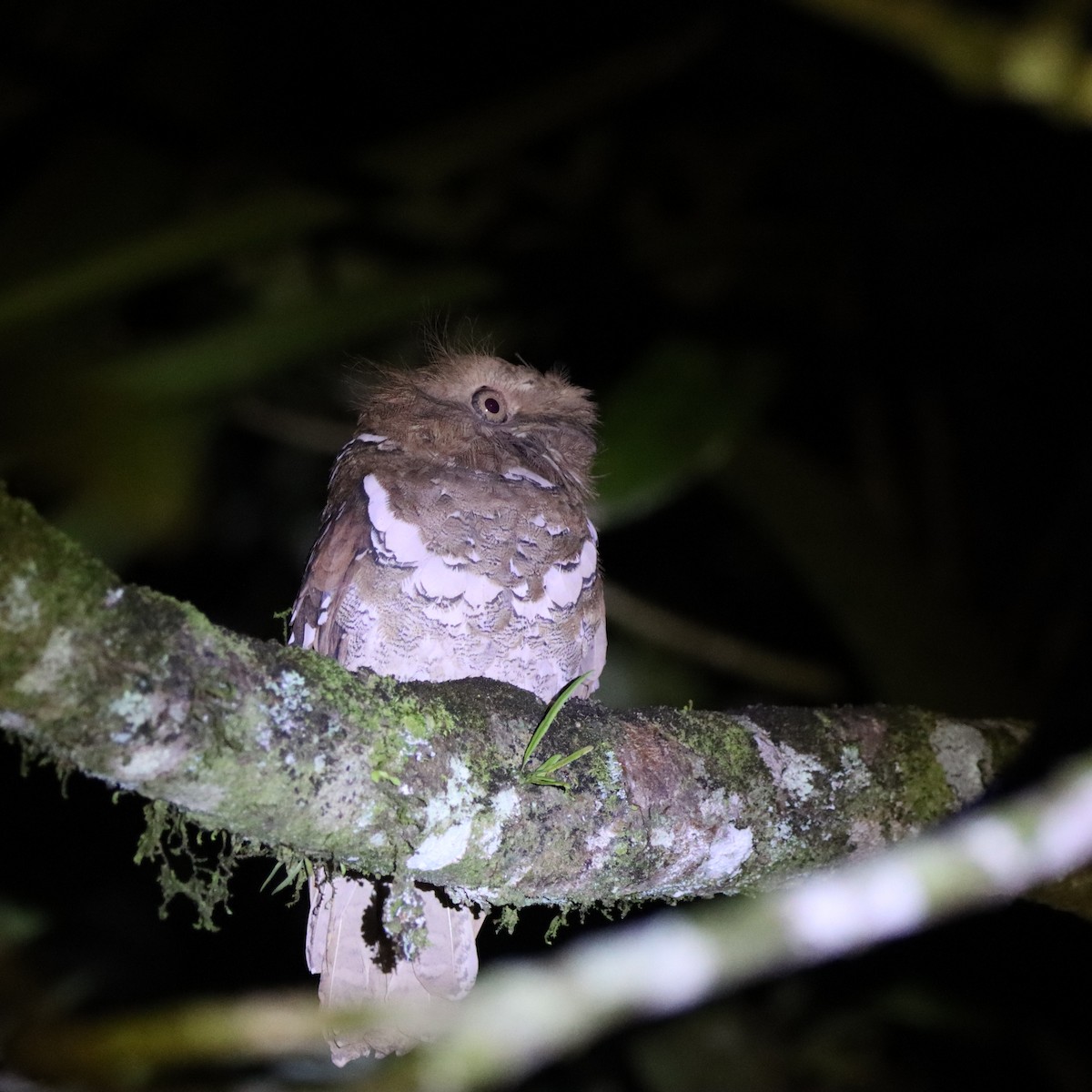 Филиппинский лякушкорот - ML652303942