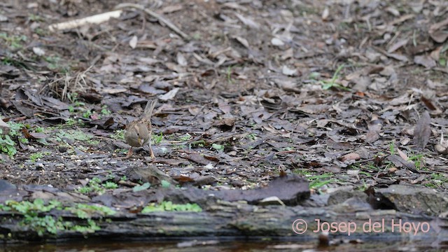 家麻雀 - ML652303945