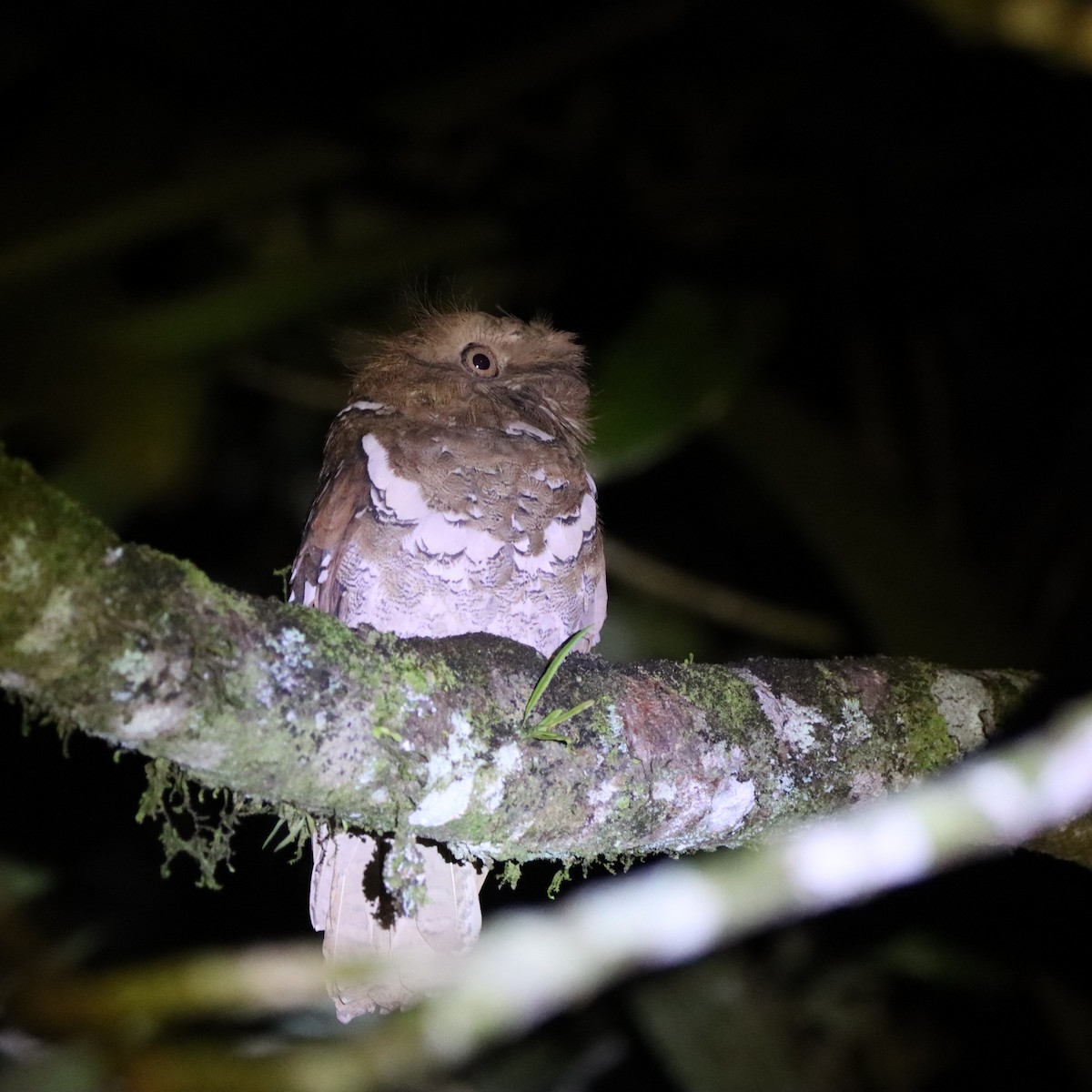 Филиппинский лякушкорот - ML652303953