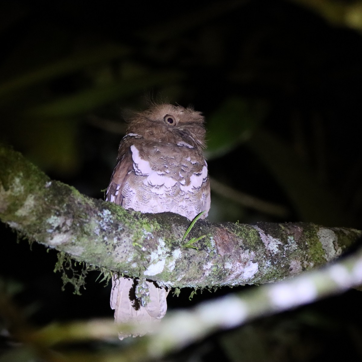 Филиппинский лякушкорот - ML652303956