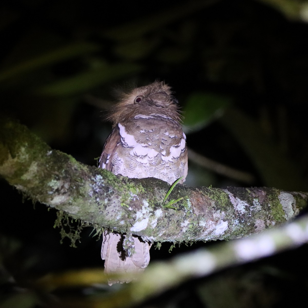 Филиппинский лякушкорот - ML652303960