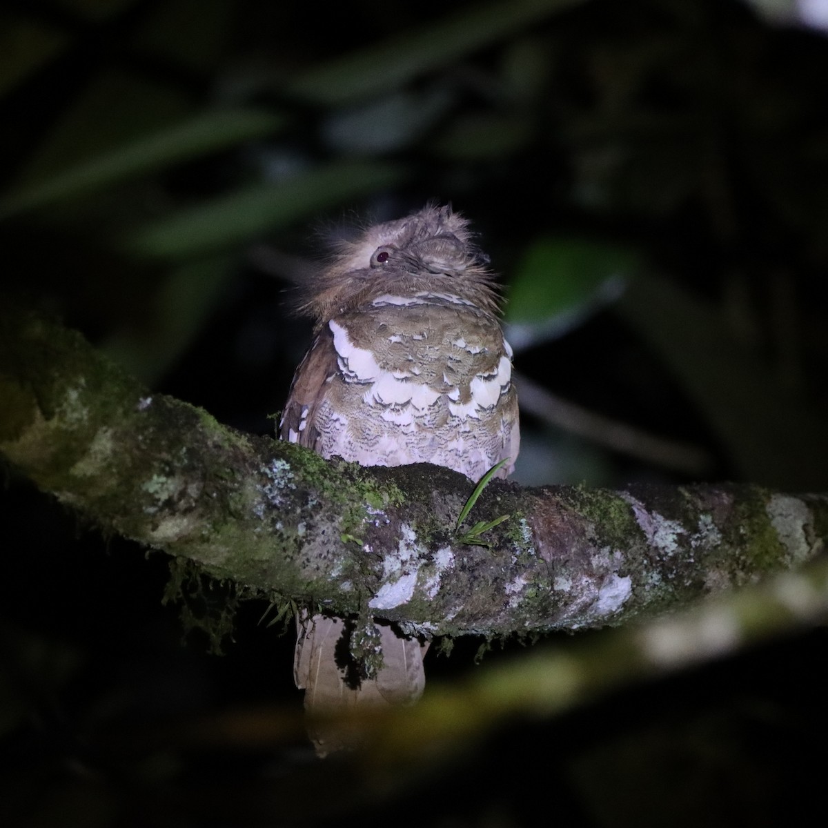 Филиппинский лякушкорот - ML652303964