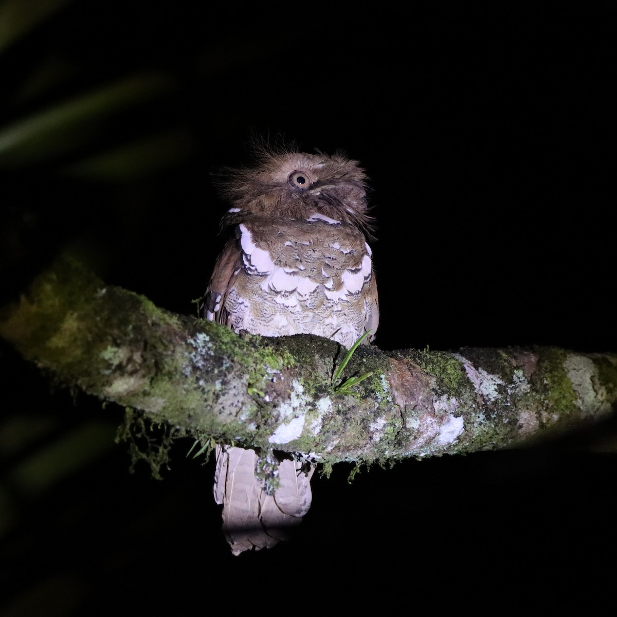 Филиппинский лякушкорот - ML652303971