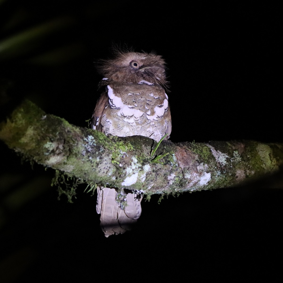 Филиппинский лякушкорот - ML652303980