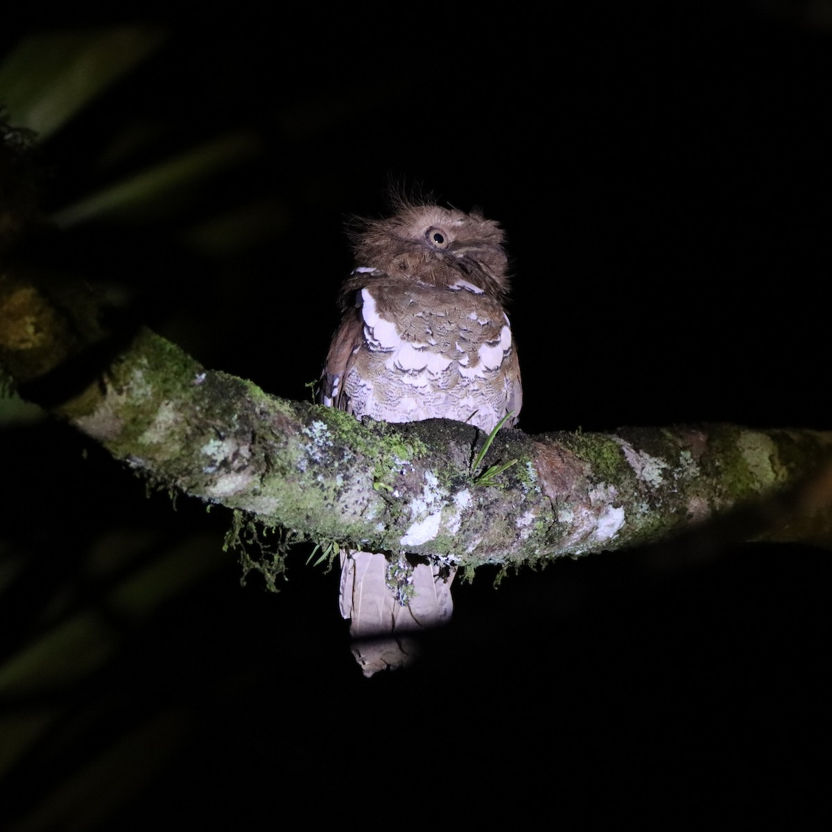 Филиппинский лякушкорот - ML652303981