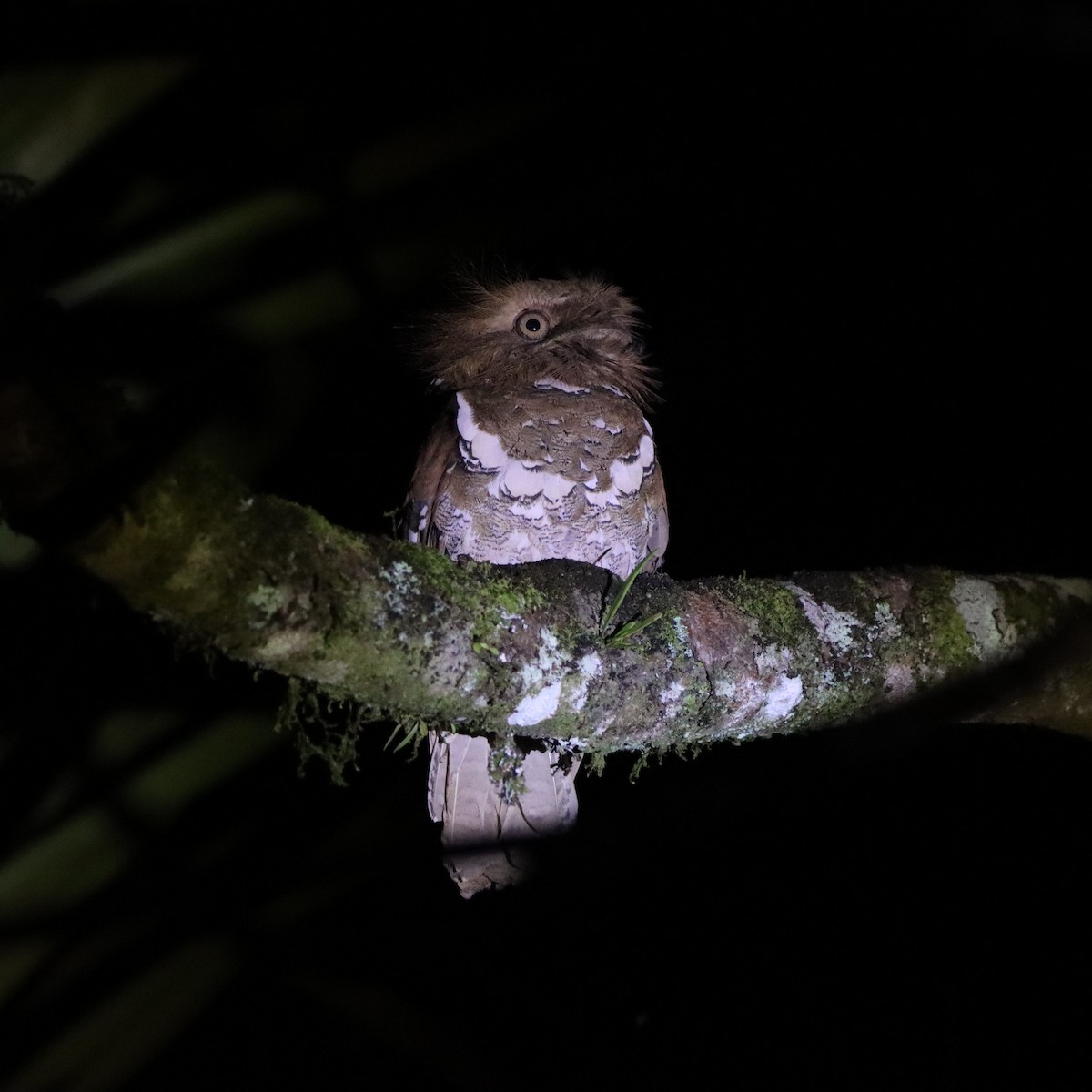 Филиппинский лякушкорот - ML652303985