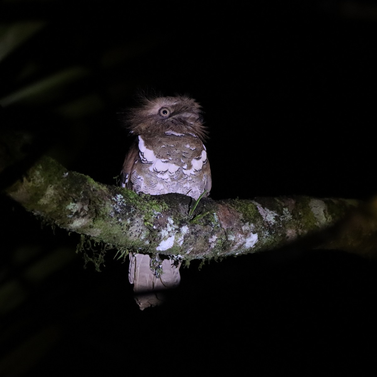 Филиппинский лякушкорот - ML652303993