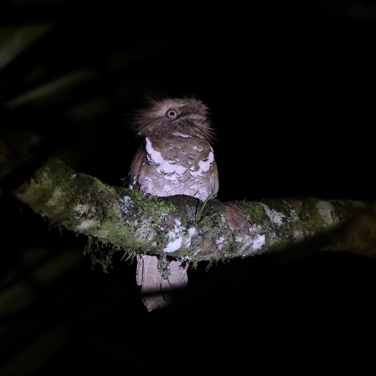 Филиппинский лякушкорот - ML652303997