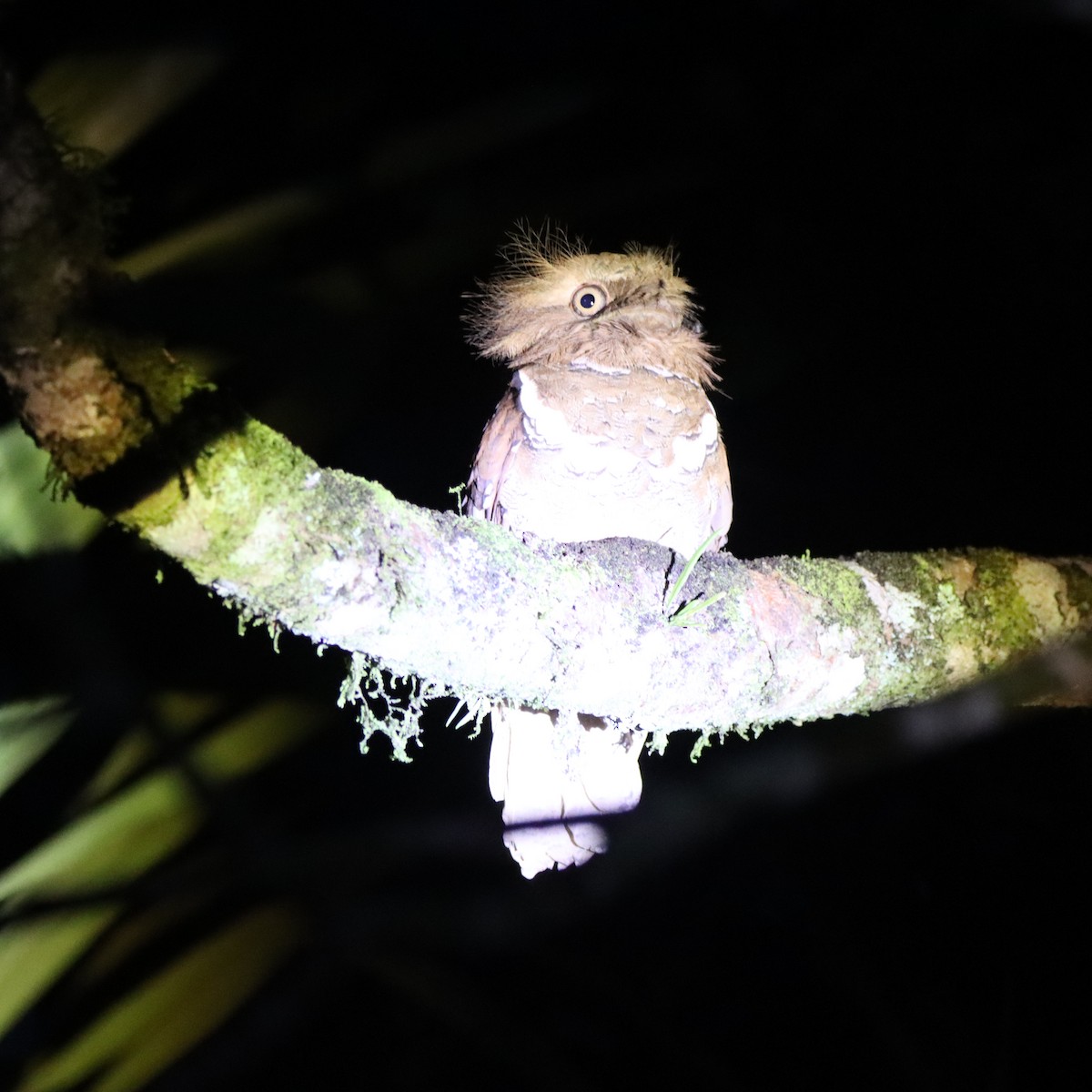 Филиппинский лякушкорот - ML652304002