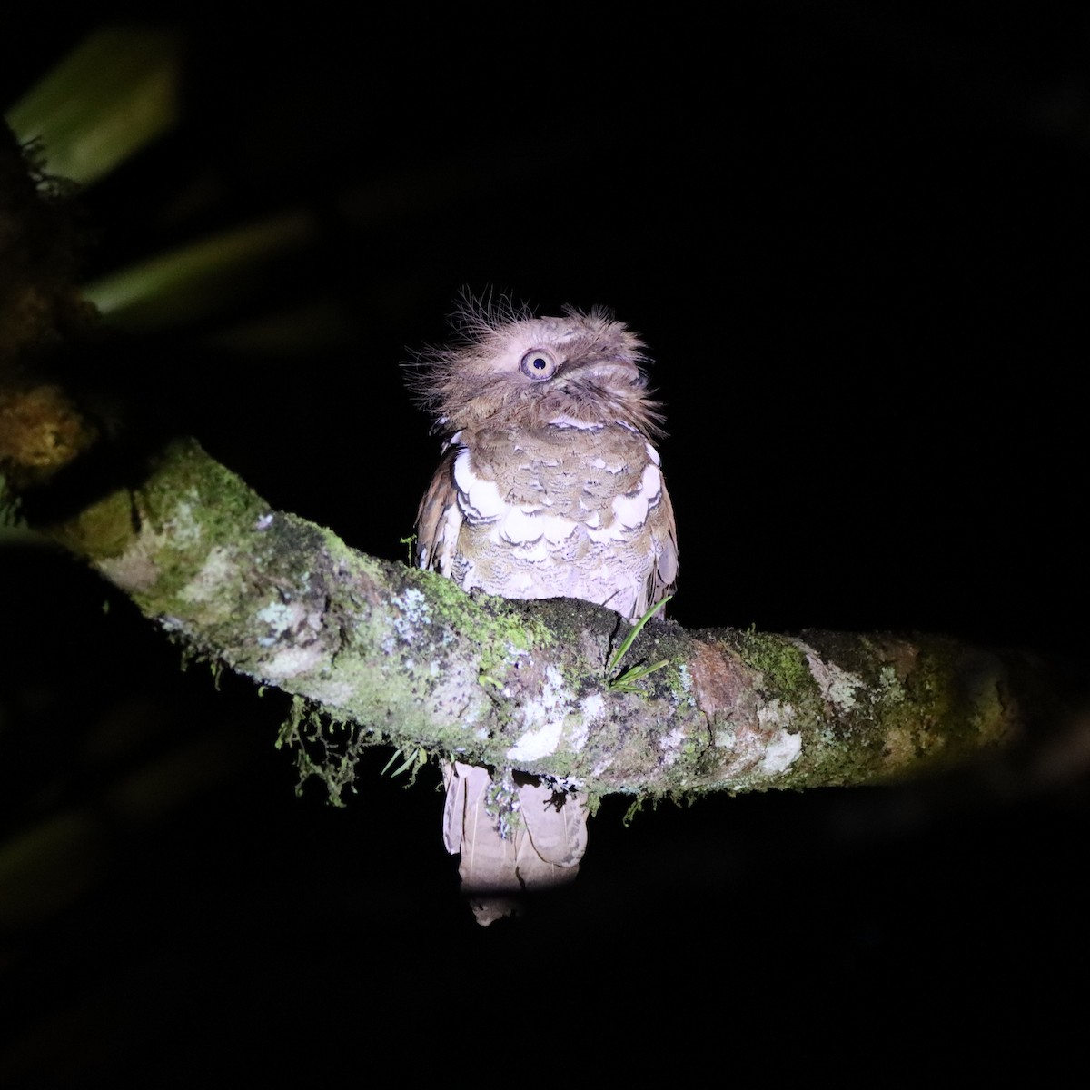 Филиппинский лякушкорот - ML652304007