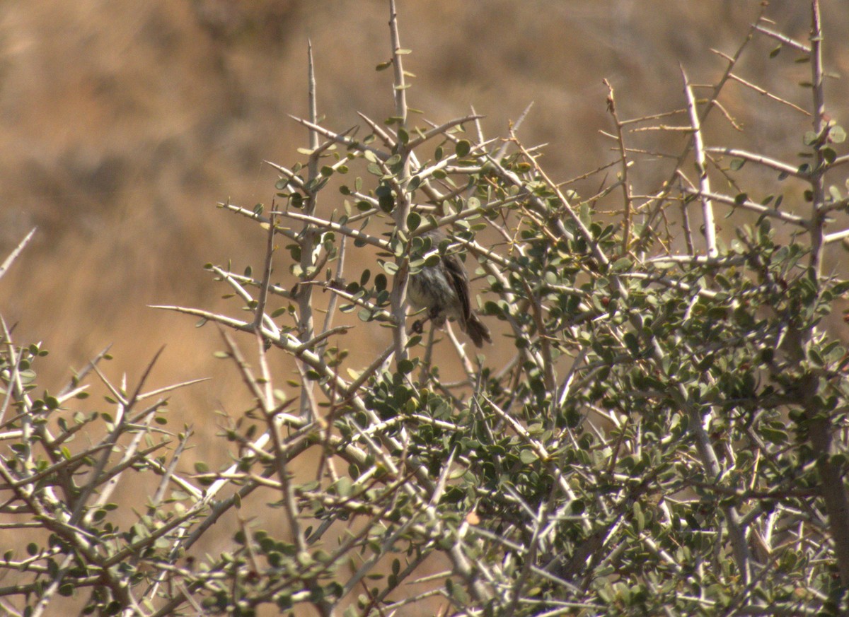 Tufted Tit-Tyrant - ML652304010