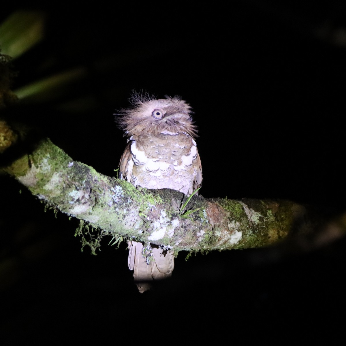 Филиппинский лякушкорот - ML652304011