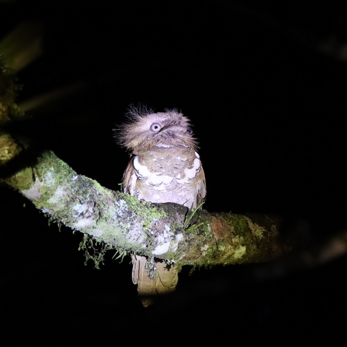 Филиппинский лякушкорот - ML652304025