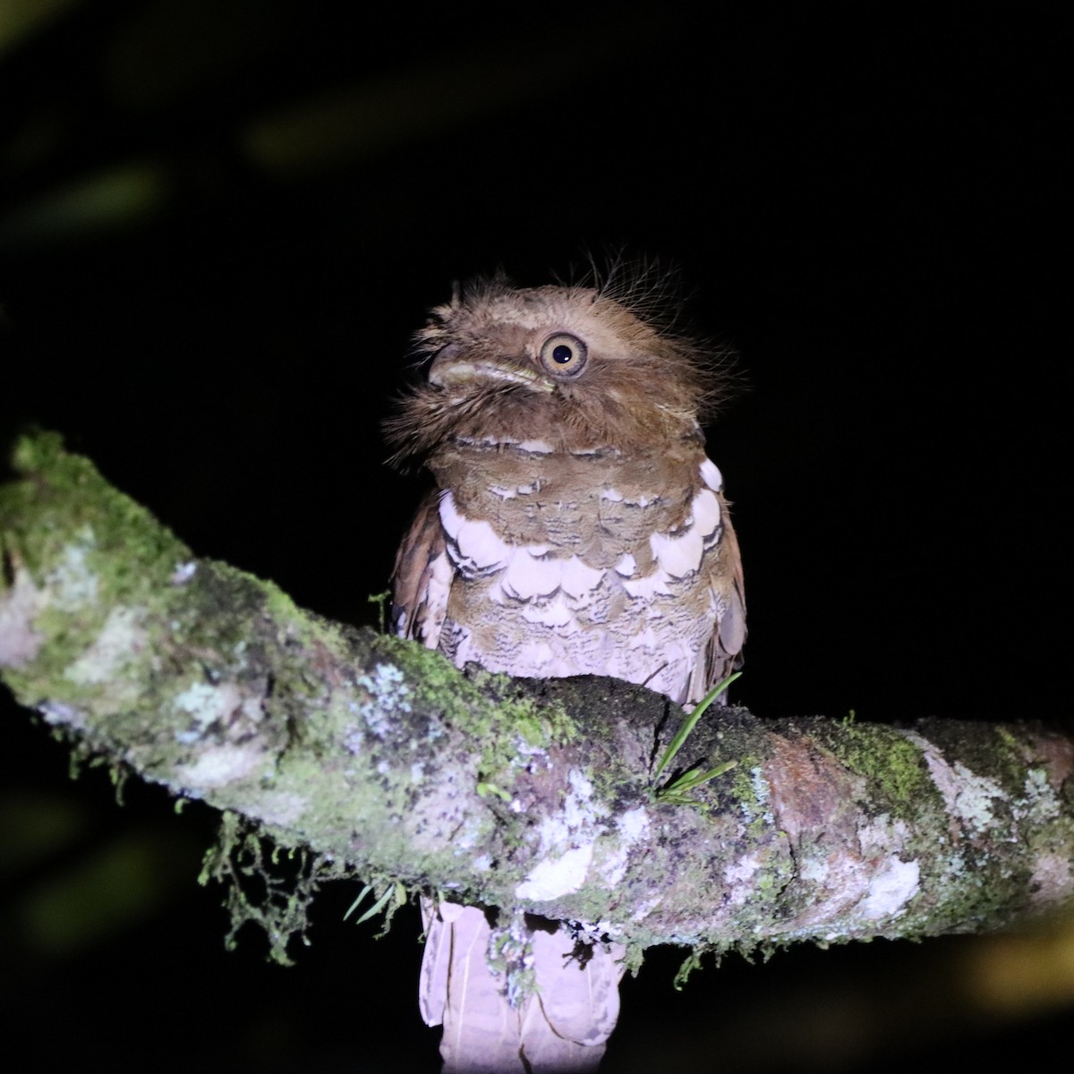 Филиппинский лякушкорот - ML652304027