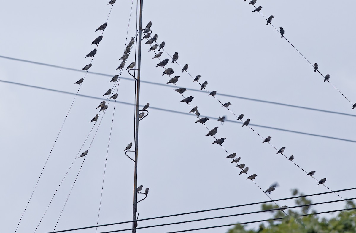 White-cheeked Starling - ML652304061