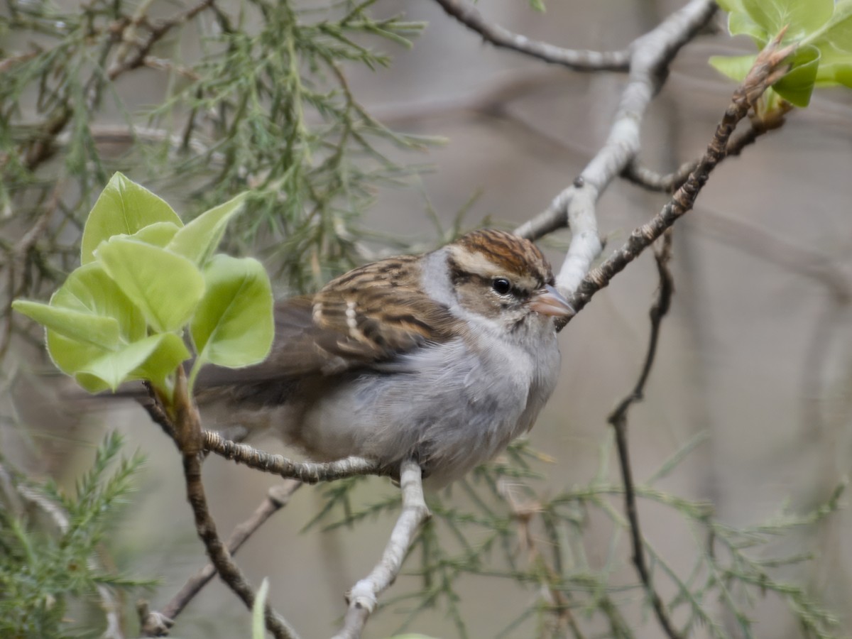 Chipping Sparrow - ML652304092