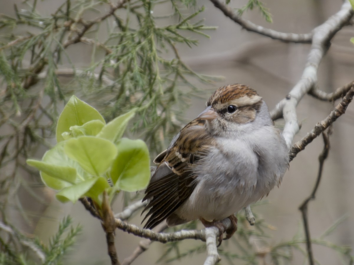 Chipping Sparrow - ML652304093