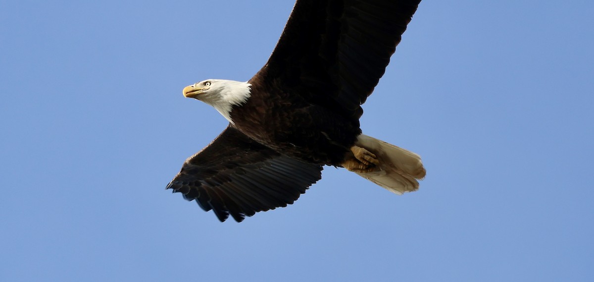 Bald Eagle - ML652304101