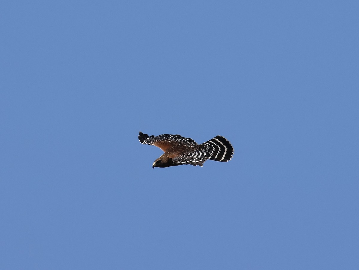 Red-shouldered Hawk - ML652304107