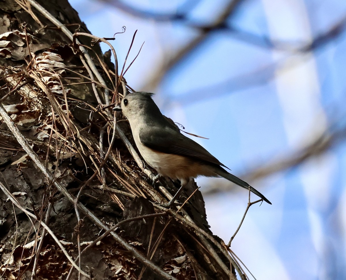 Tufted Titmouse - ML652304111