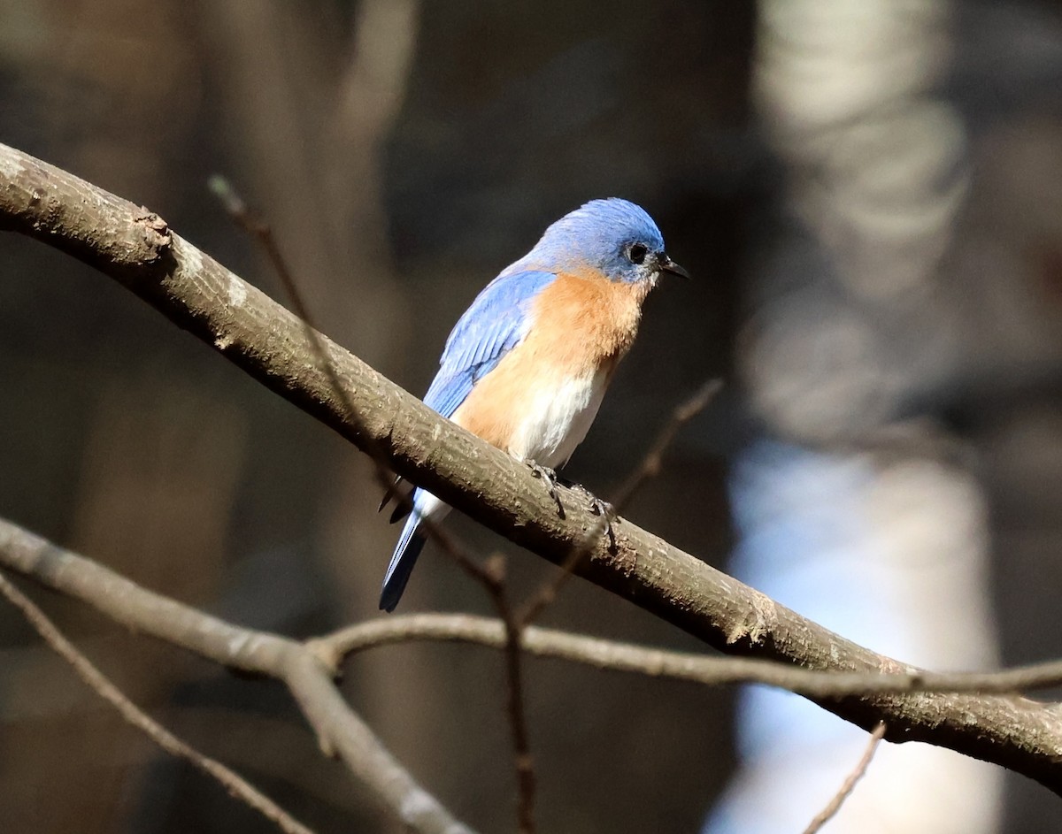Eastern Bluebird - ML652304117