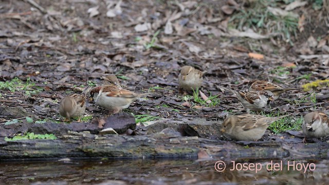 家麻雀 - ML652304193
