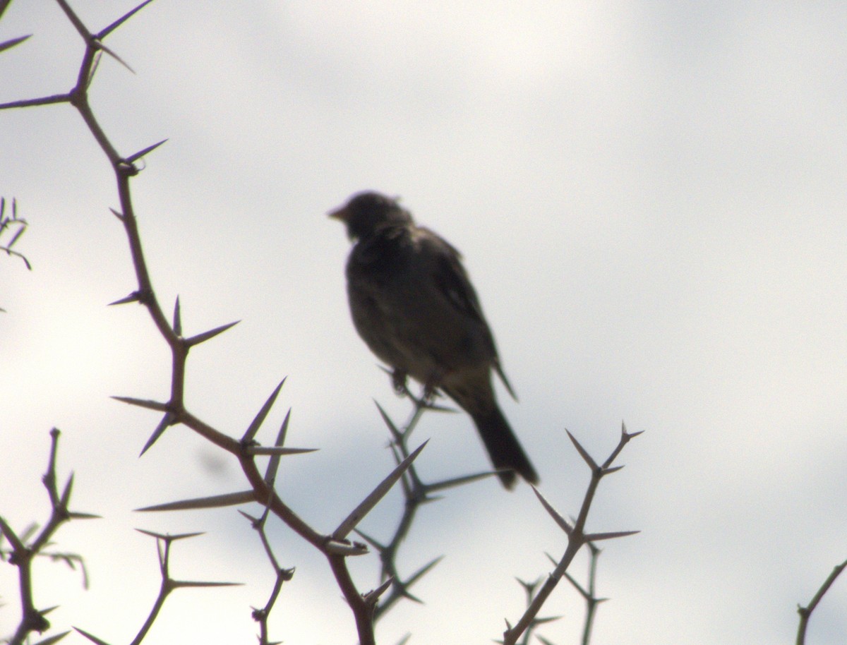 Mourning Sierra Finch - ML652304337