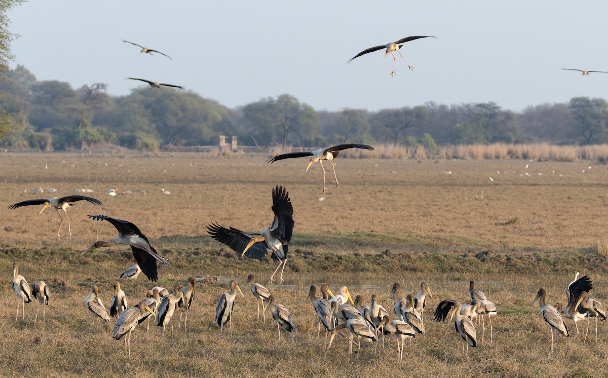 Расписной клювач - ML652304491