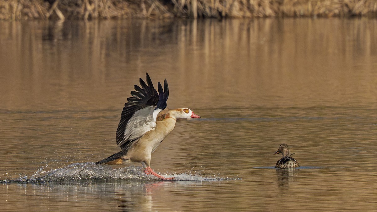Egyptian Goose - ML652304541