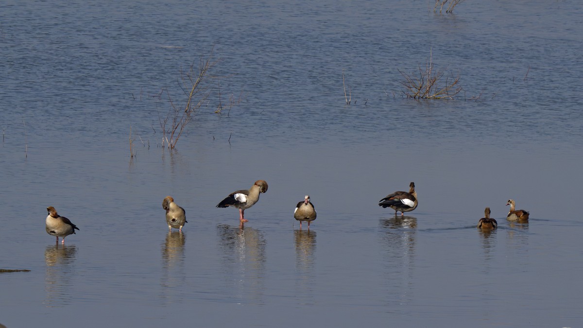 Egyptian Goose - ML652304553