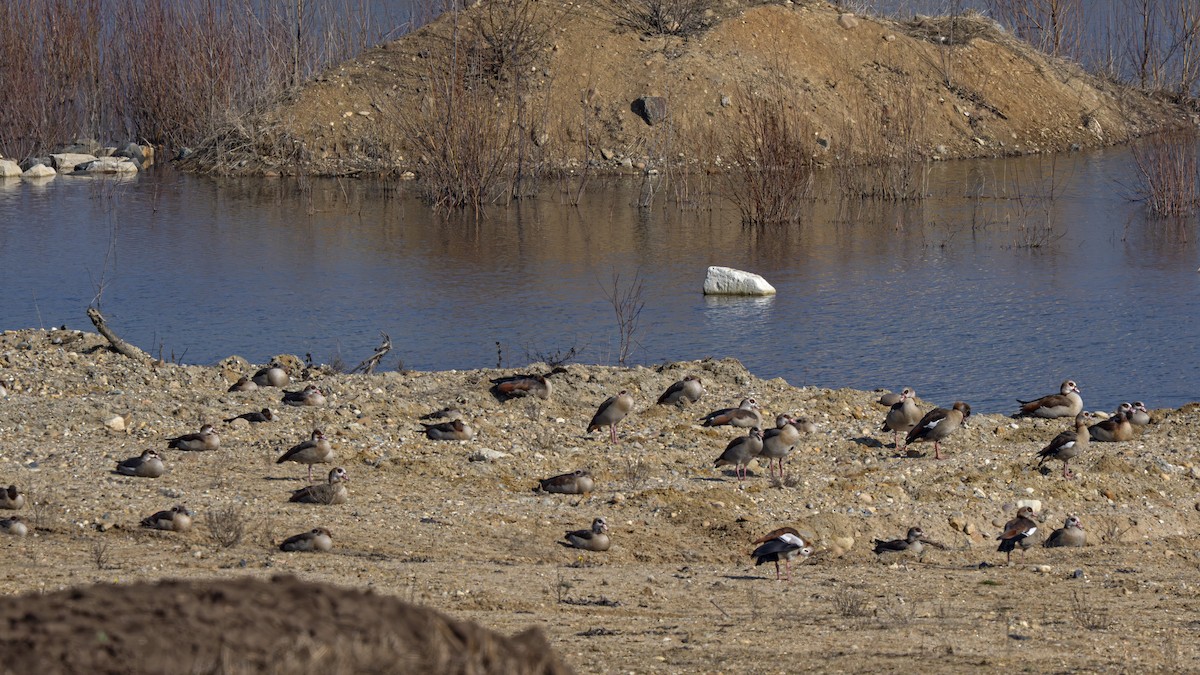 Egyptian Goose - ML652304554