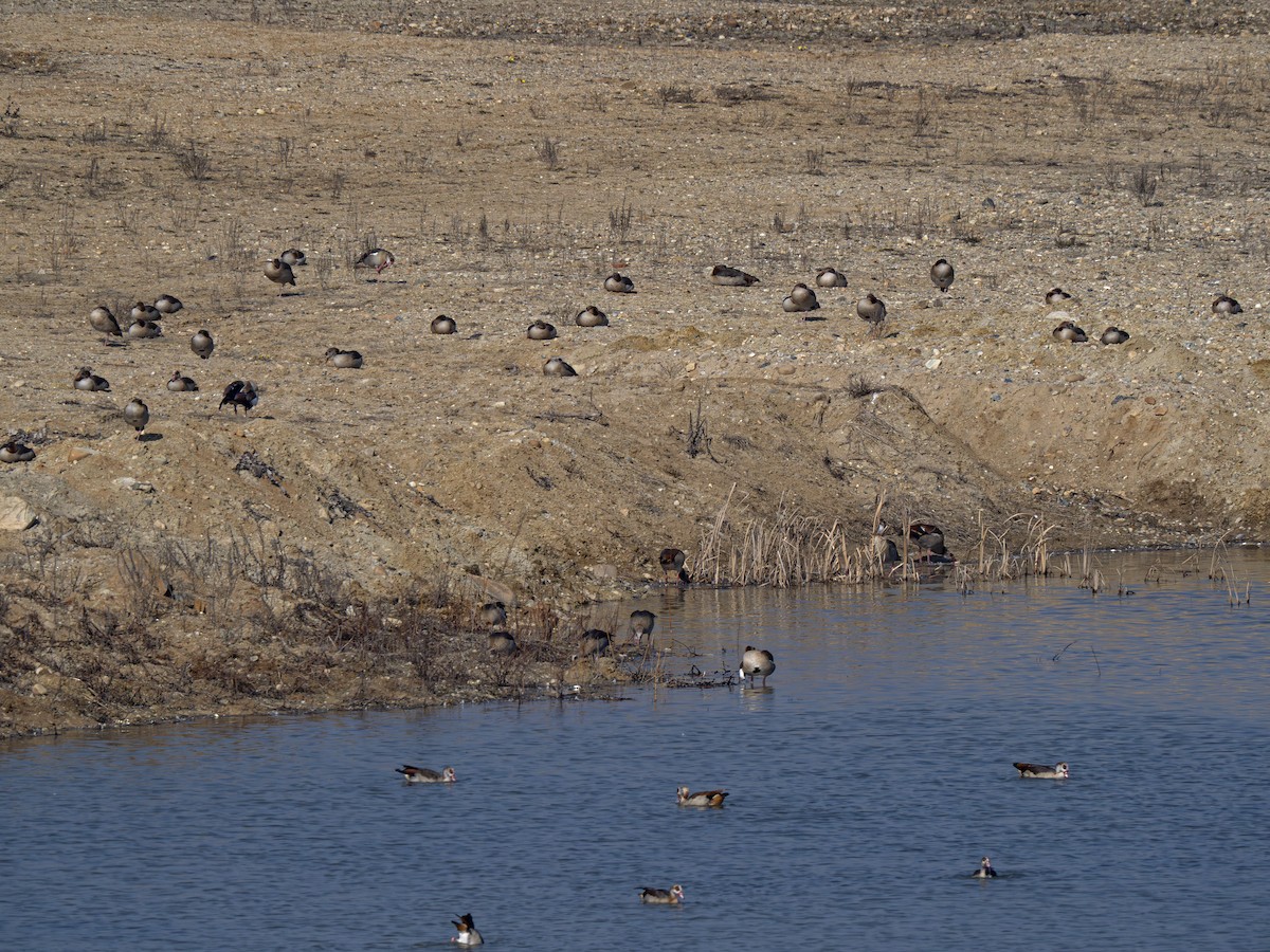Egyptian Goose - ML652304555
