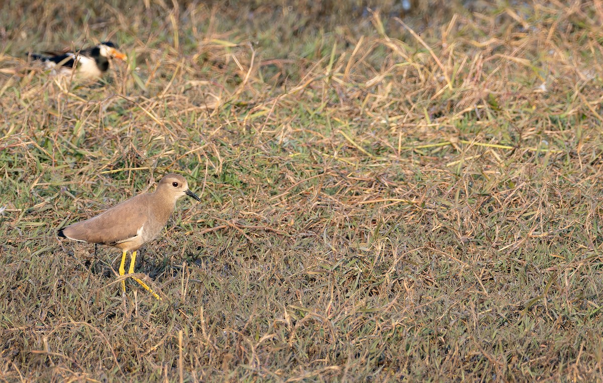 Белохвостая пигалица - ML652304582
