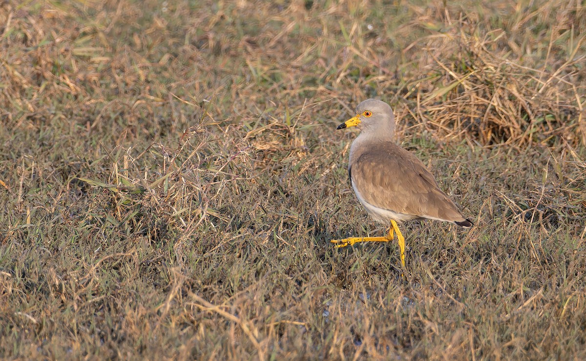Серый чибис - ML652304629