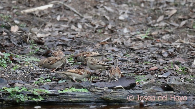 家麻雀 - ML652304632