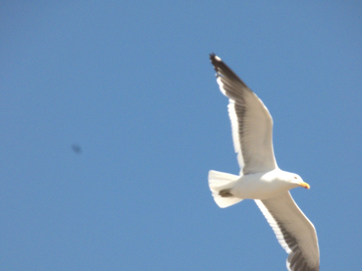 Kelp Gull - ML652304647