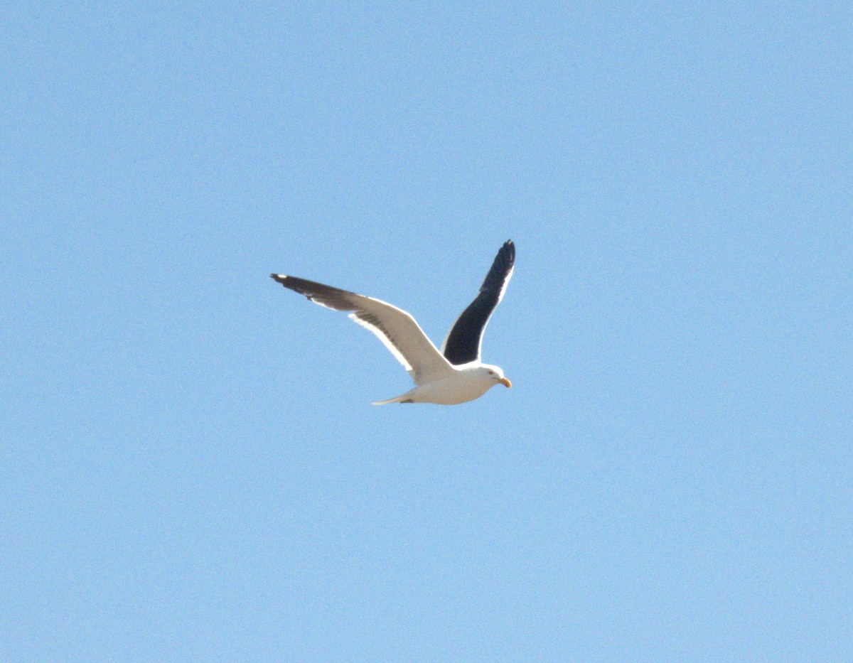 Kelp Gull - ML652304660