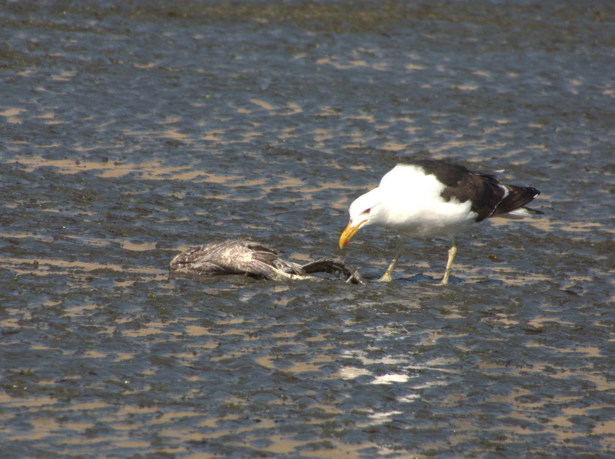 Kelp Gull - ML652304679