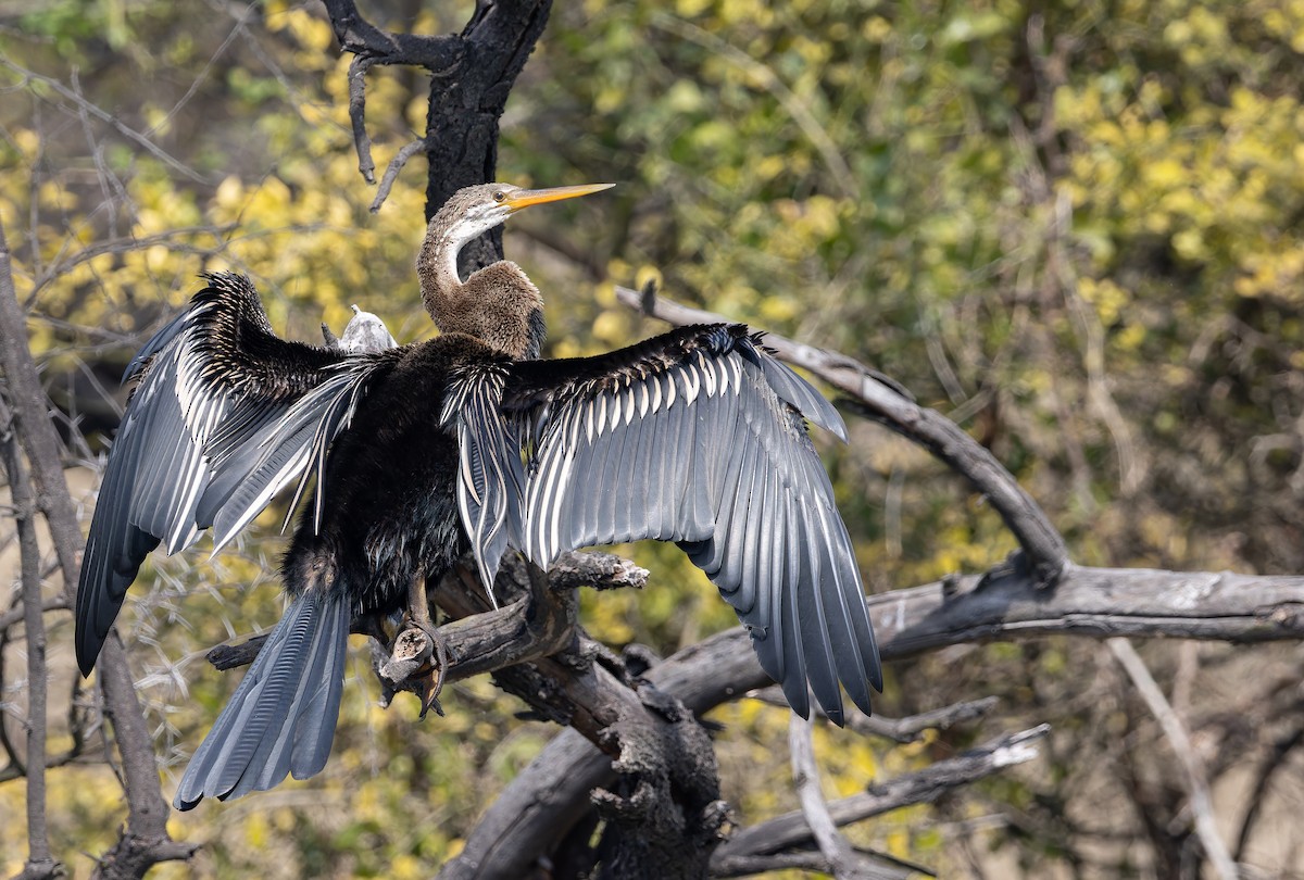 Азиатская змеешейка - ML652304686