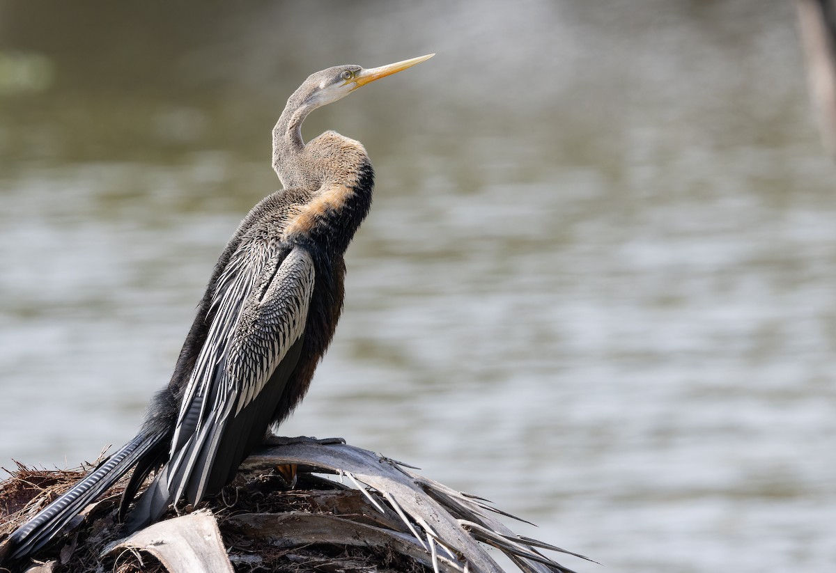 Oriental Darter - ML652304689