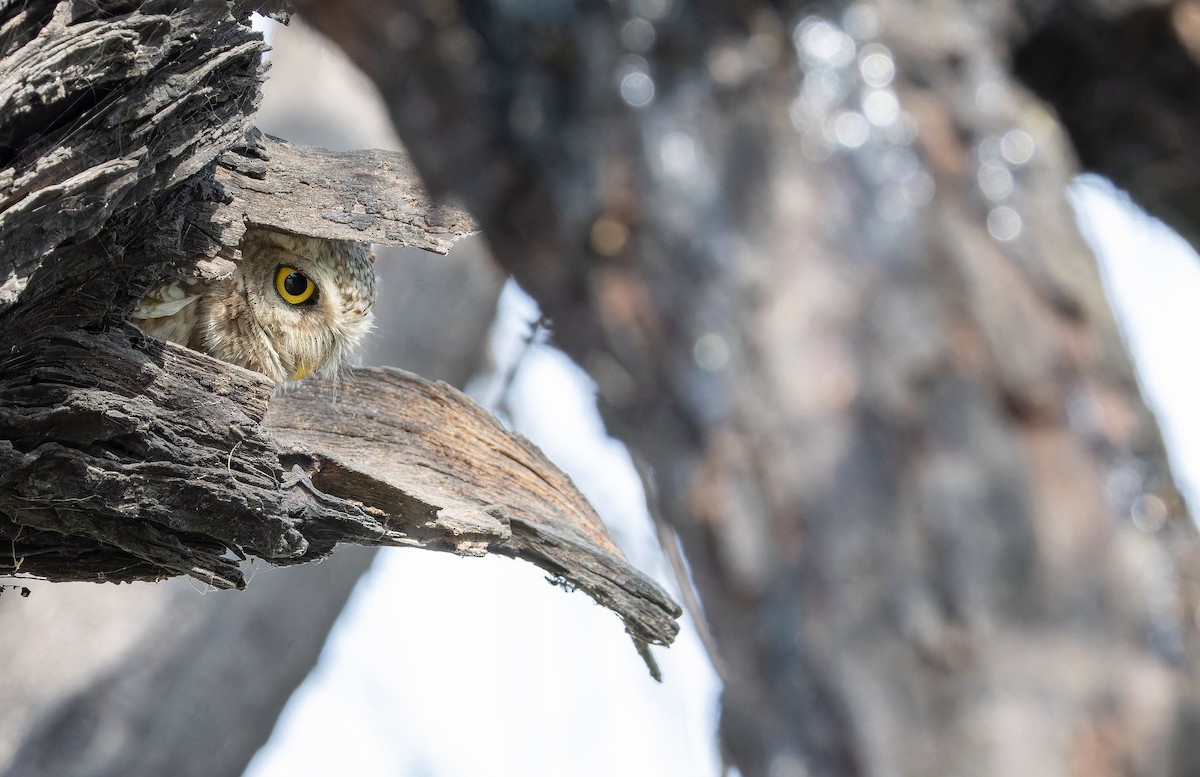Spotted Owlet - ML652304722