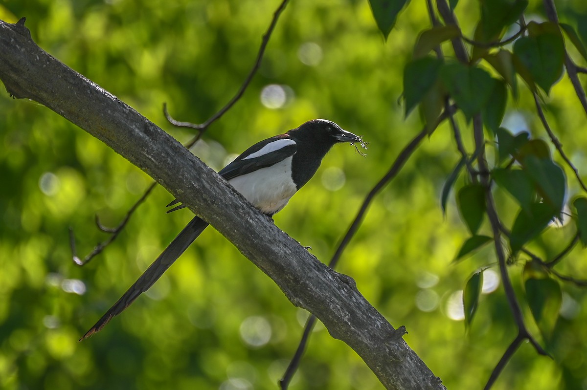 Kara Gagalı Saksağan - ML652304762