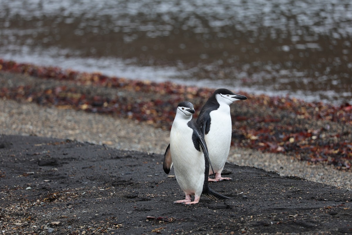 Çember Sakallı Penguen - ML652304777
