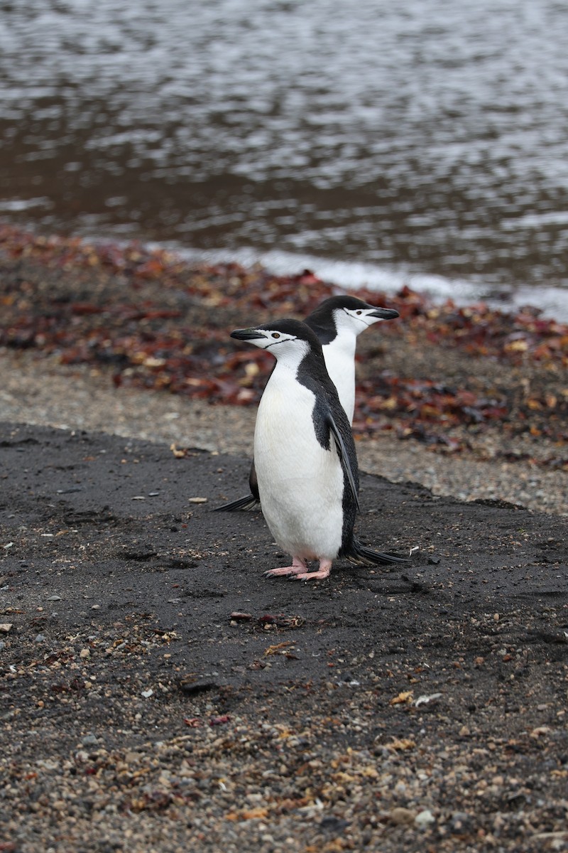 Çember Sakallı Penguen - ML652304778