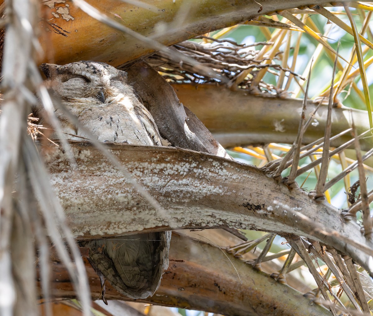 Indian Scops-Owl - ML652304779