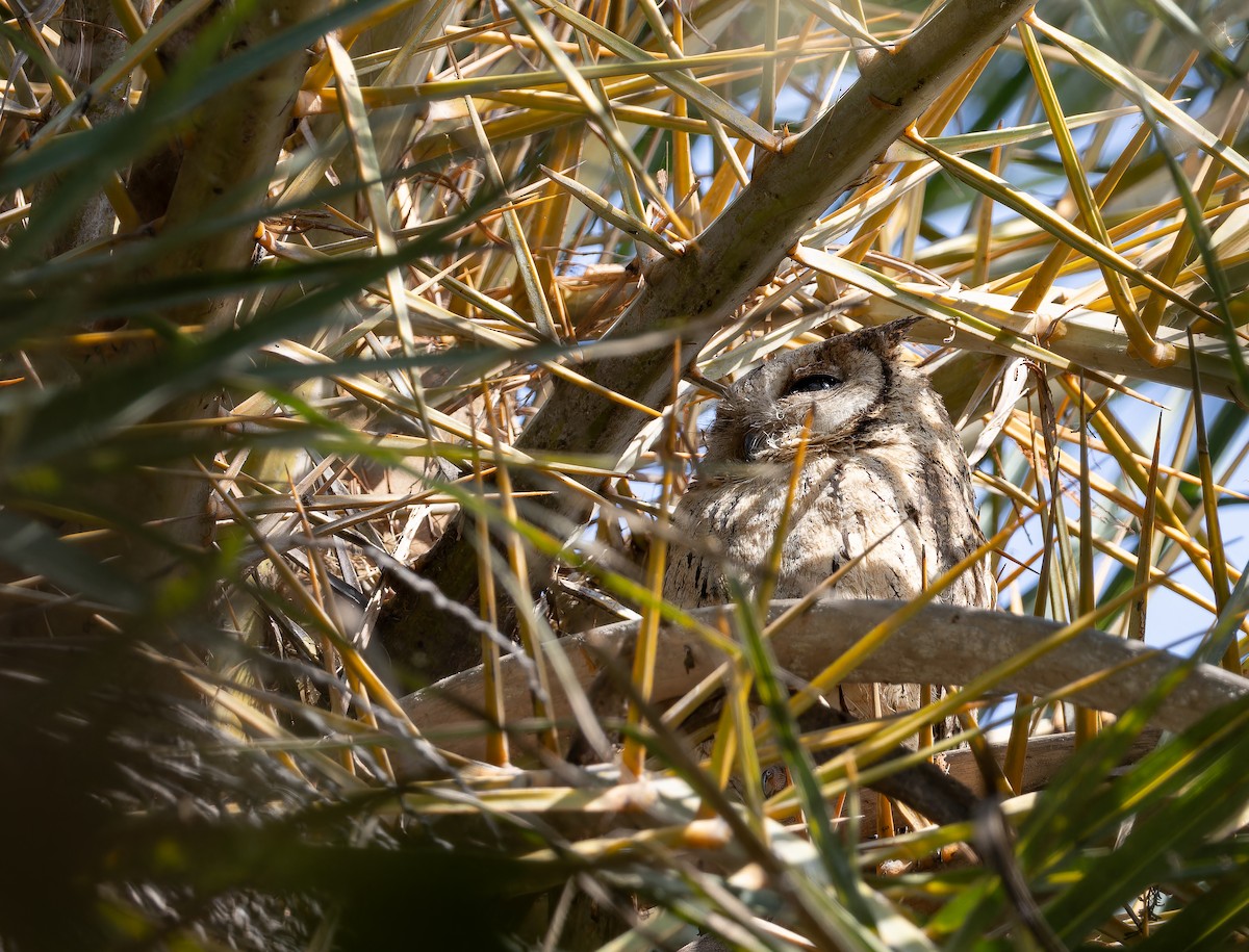 Indian Scops-Owl - ML652304784